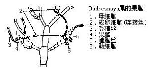 丁香实验推荐阅读
