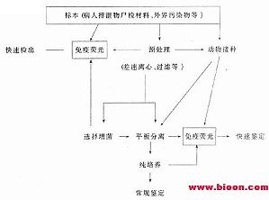 丁香实验推荐阅读