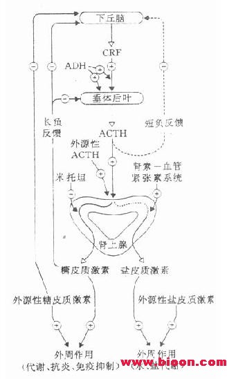 丁香实验推荐阅读