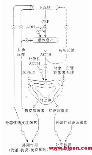 丁香实验推荐阅读