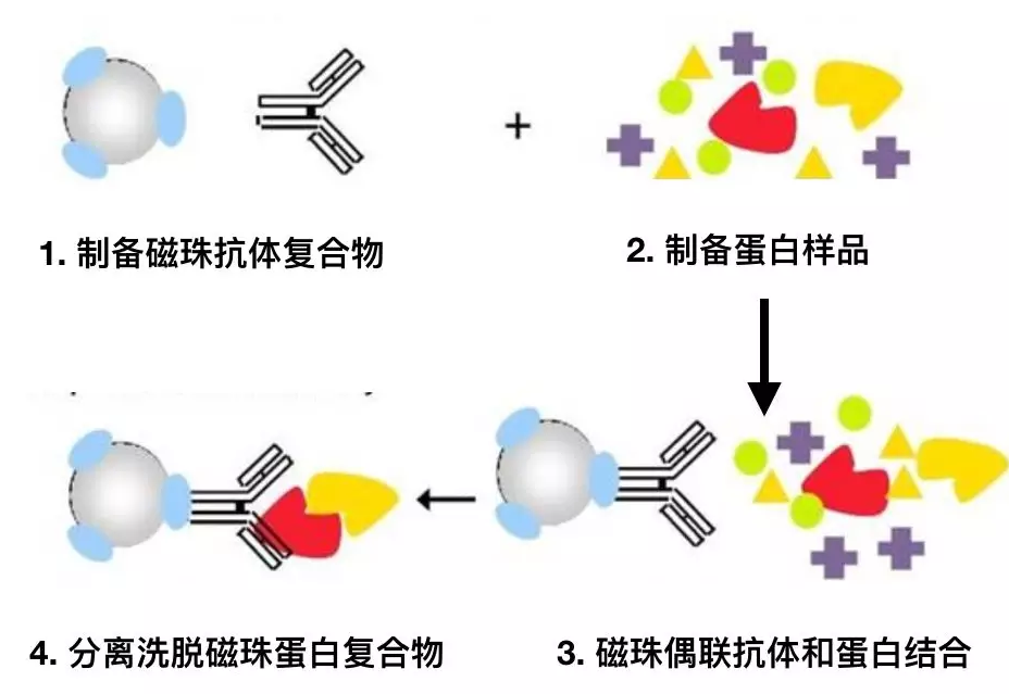 丁香实验推荐阅读