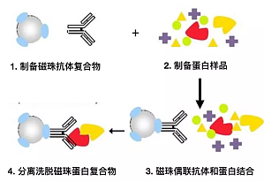 丁香实验推荐阅读