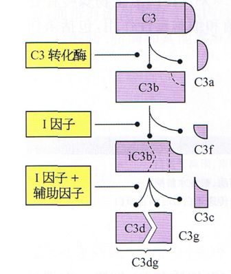 丁香实验推荐阅读