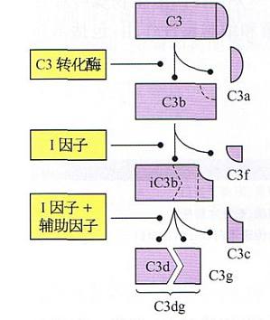 丁香实验推荐阅读