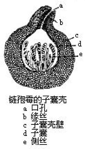 丁香实验推荐阅读
