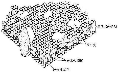 丁香实验推荐阅读