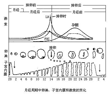 丁香实验推荐阅读