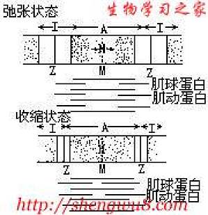 丁香实验推荐阅读