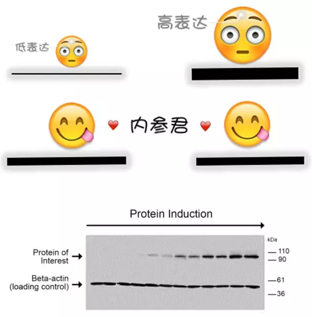 丁香实验推荐阅读