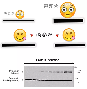 丁香实验推荐阅读