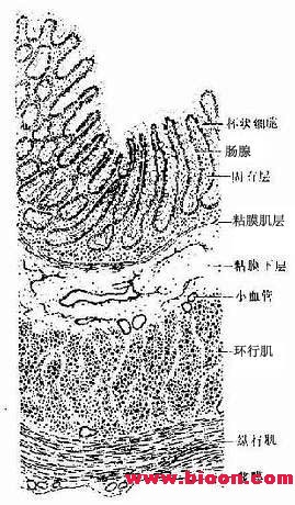 丁香实验推荐阅读