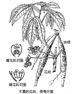 丁香实验推荐阅读