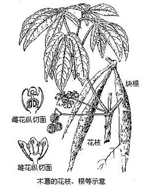 丁香实验推荐阅读
