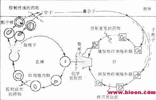 丁香实验推荐阅读