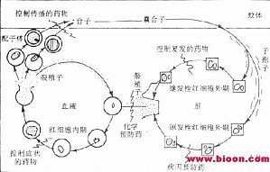 丁香实验推荐阅读