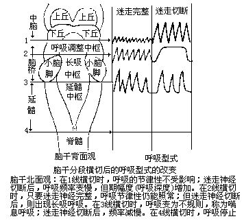 丁香实验推荐阅读