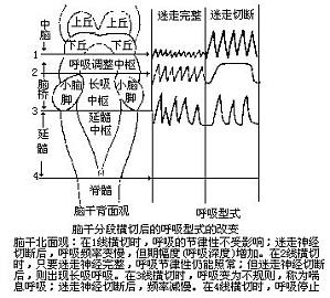 丁香实验推荐阅读