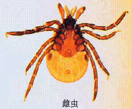 丁香实验推荐阅读