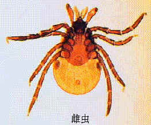 丁香实验推荐阅读