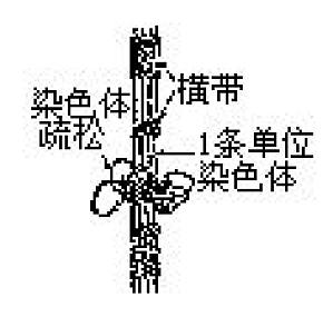 丁香实验推荐阅读