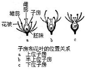 丁香实验推荐阅读