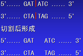 丁香实验推荐阅读