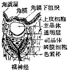 丁香实验推荐阅读