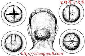 丁香实验推荐阅读