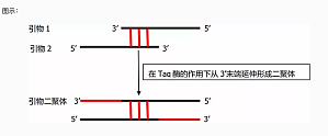 丁香实验推荐阅读