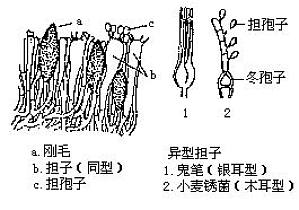 丁香实验推荐阅读
