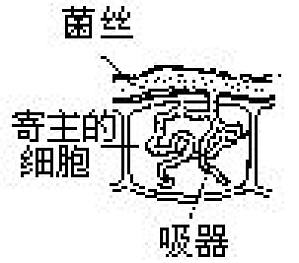 丁香实验推荐阅读