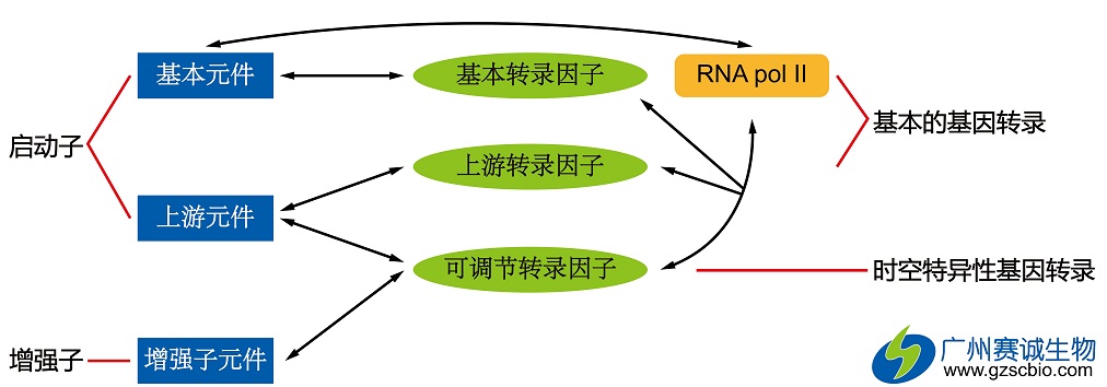 丁香实验推荐阅读