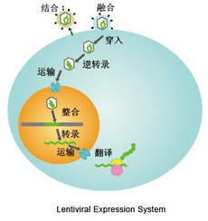 丁香实验推荐阅读