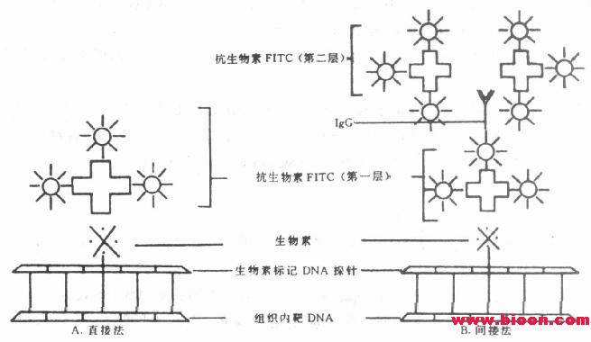 丁香实验推荐阅读