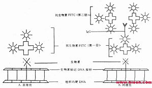 丁香实验推荐阅读