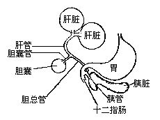 丁香实验推荐阅读