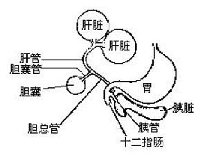 丁香实验推荐阅读
