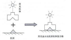 丁香实验推荐阅读