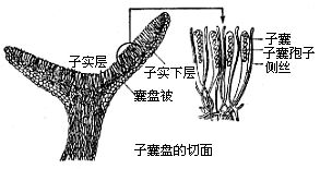 丁香实验推荐阅读