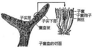丁香实验推荐阅读