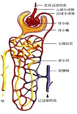 丁香实验推荐阅读
