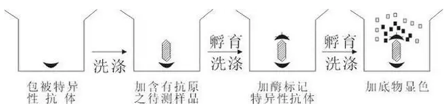 丁香实验推荐阅读