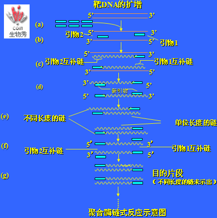 丁香实验推荐阅读