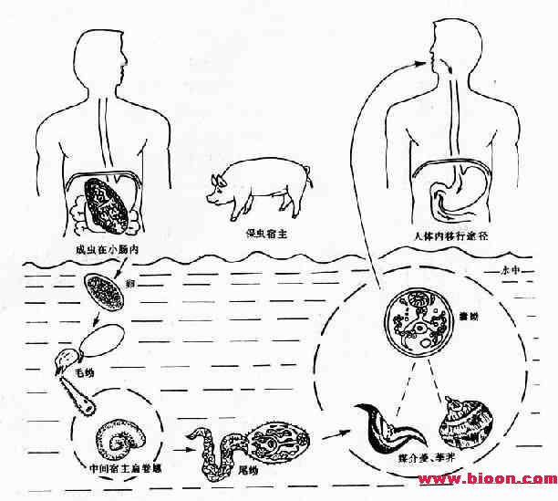 丁香实验推荐阅读