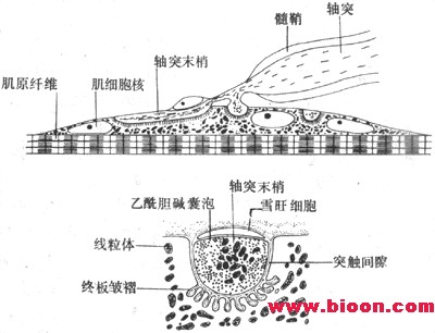 丁香实验推荐阅读
