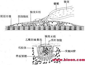 丁香实验推荐阅读