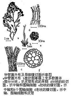 丁香实验推荐阅读