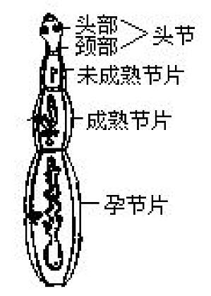 丁香实验推荐阅读