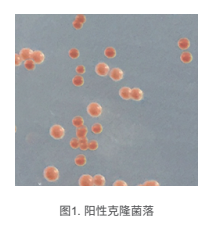 丁香实验推荐阅读