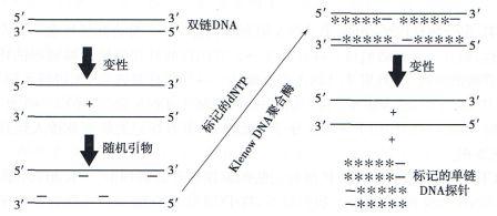 丁香实验推荐阅读